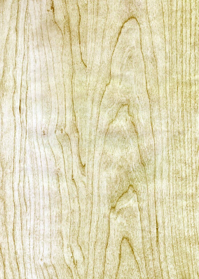 Close-up wooden HQ Birch texture to background. Close-up wooden HQ Birch texture to background