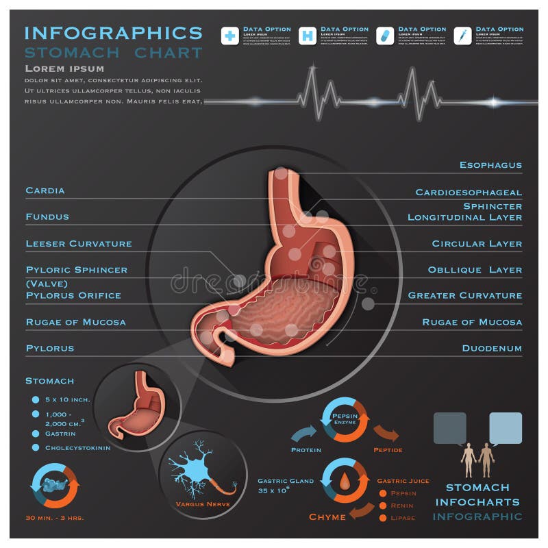 Σύστημα ιατρικό Infographic Ι ανατομίας στομαχιών και πεπτικών οδών απεικόνιση αποθεμάτων Σύστημα ιατρικό Infographic Ι ανατομίας στομαχιών και πεπτικών οδών απεικόνιση αποθεμάτων