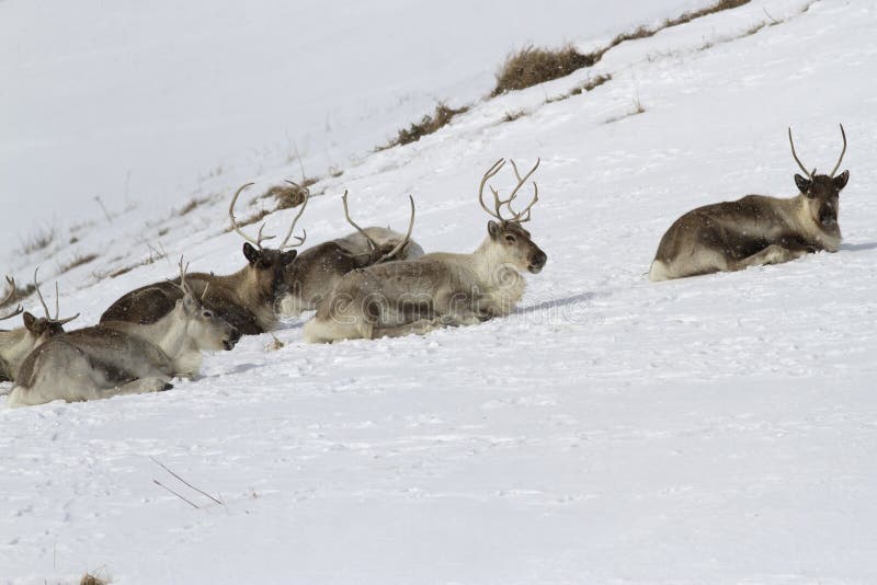 Reindeer lying on the slope of a snow-covered hill in the tundra on a winter day. Reindeer lying on the slope of a snow-covered hill in the tundra on a winter day