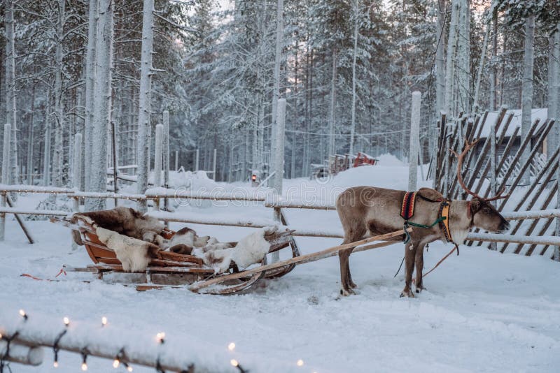 Τάρανδος στο χωριό Άγιου Βασίλη στο Lapland στοκ φωτογραφία με δικαίωμα ελεύθερης χρήσης