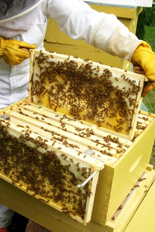 τάση κυψελών μελισσοκόμ&omeg