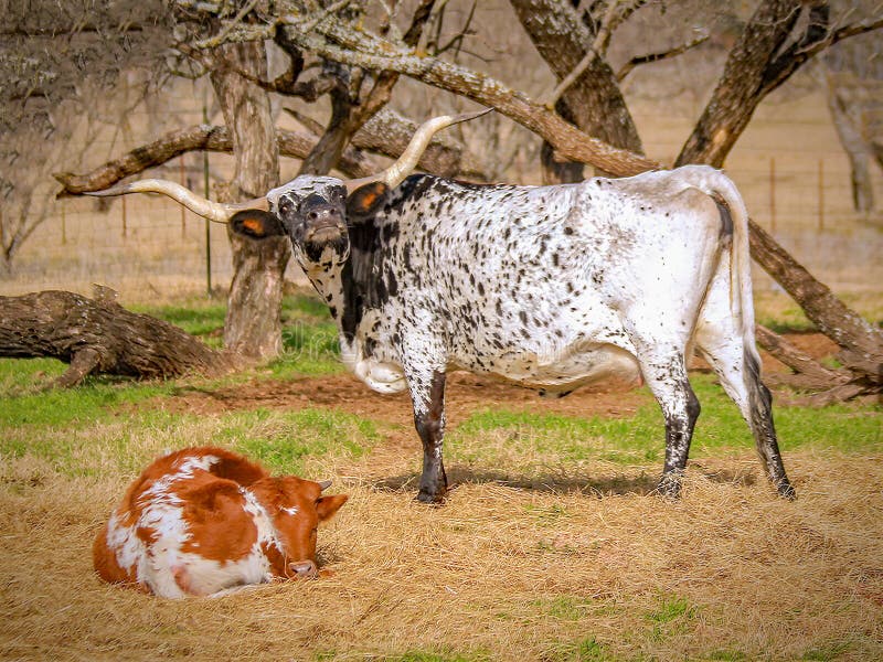 Τέξας longhorn, μητέρα και μόσχος στοκ φωτογραφίες Τέξας longhorn, μητέρα και μόσχος στοκ φωτογραφίες