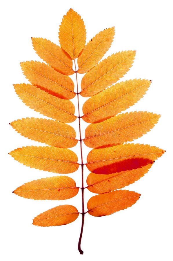 Κράταιγος στοκ φωτογραφίες με δικαίωμα ελεύθερης χρήσης