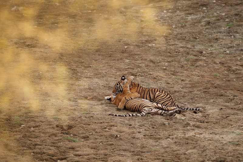 Τίγρες στο βιότοπο φύσης Cubs τιγρών της Βεγγάλης που παίζουν και που παλεύουν για την κυριαρχία στοκ εικόνες Τίγρες στο βιότοπο φύσης Cubs τιγρών της Βεγγάλης που παίζουν και που παλεύουν για την κυριαρχία στοκ εικόνες