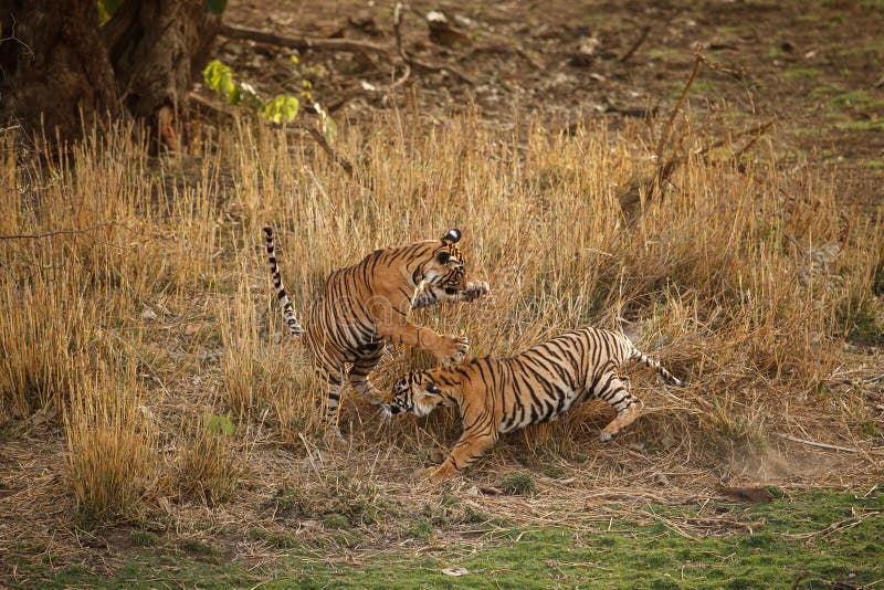 Τίγρες στο βιότοπο φύσης Cubs τιγρών της Βεγγάλης που παίζουν και που παλεύουν για την κυριαρχία στοκ φωτογραφίες με δικαίωμα ελεύθερης χρήσης Τίγρες στο βιότοπο φύσης Cubs τιγρών της Βεγγάλης που παίζουν και που παλεύουν για την κυριαρχία στοκ φωτογραφίες με δικαίωμα ελεύθερης χρήσης