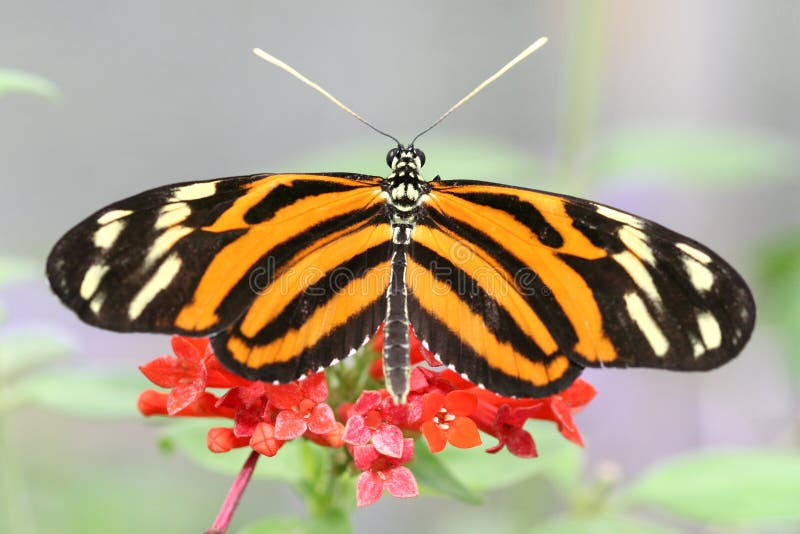 τίγρη ismenius heliconius λουλουδιών πε&t στοκ εικόνες με δικαίωμα ελεύθερης χρήσης τίγρη ismenius heliconius λουλουδιών πε&t στοκ εικόνες με δικαίωμα ελεύθερης χρήσης
