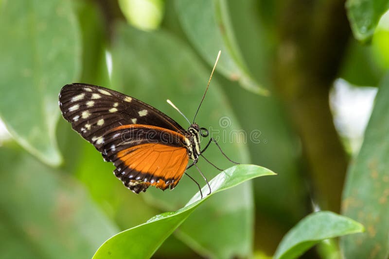 Τίγρη που - Heliconius hecale, όμορφη πορτοκαλιά πεταλούδα στοκ εικόνα με δικαίωμα ελεύθερης χρήσης Τίγρη που - Heliconius hecale, όμορφη πορτοκαλιά πεταλούδα στοκ εικόνα με δικαίωμα ελεύθερης χρήσης