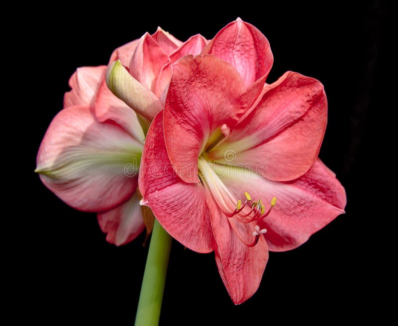 τα amaryllis κλείνουν το χρωματι στοκ εικόνα