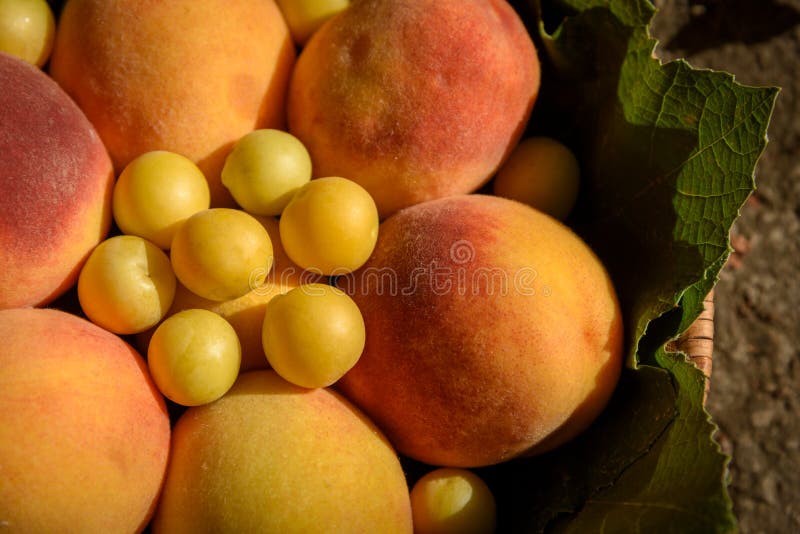 Τα Juicy ροδάκινα και τα δαμάσκηνα κερασιών με τα φύλλα σταφυλιών βρίσκονται σε ένα καλάθι κάτω από τις ακτίνες ενός θερμού ηλιοβ στοκ φωτογραφίες Τα Juicy ροδάκινα και τα δαμάσκηνα κερασιών με τα φύλλα σταφυλιών βρίσκονται σε ένα καλάθι κάτω από τις ακτίνες ενός θερμού ηλιοβ στοκ φωτογραφίες
