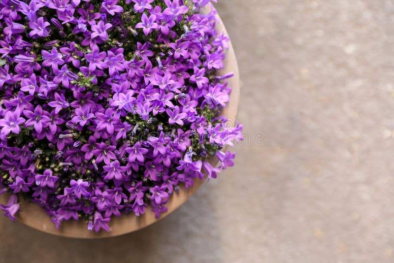 Τα muralis Campanula ανθίζουν ή ιώδη bellflowers αυξανόμενος flowerpot, τοπ άποψη στοκ φωτογραφία με δικαίωμα ελεύθερης χρήσης Τα muralis Campanula ανθίζουν ή ιώδη bellflowers αυξανόμενος flowerpot, τοπ άποψη στοκ φωτογραφία με δικαίωμα ελεύθερης χρήσης