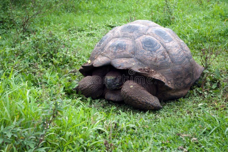 The GalÃ¡pagos giant tortoise is the largest living species of tortoise reaching weights of over 400 kg (880 lb) and lengths of over 1.8 meters (5.9 ft). With life spans in the wild of over 100 years, it is one of the longest-lived vertebrates. This photograph was taken in the wild. The GalÃ¡pagos giant tortoise is the largest living species of tortoise reaching weights of over 400 kg (880 lb) and lengths of over 1.8 meters (5.9 ft). With life spans in the wild of over 100 years, it is one of the longest-lived vertebrates. This photograph was taken in the wild.