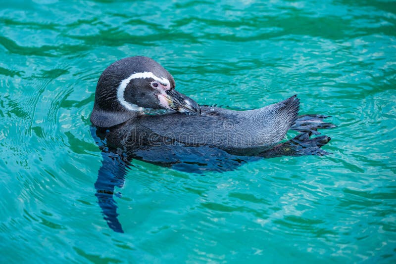 Τα pagos Galà ¡ penguin το φτερό του στοκ εικόνα Τα pagos Galà ¡ penguin το φτερό του στοκ εικόνα