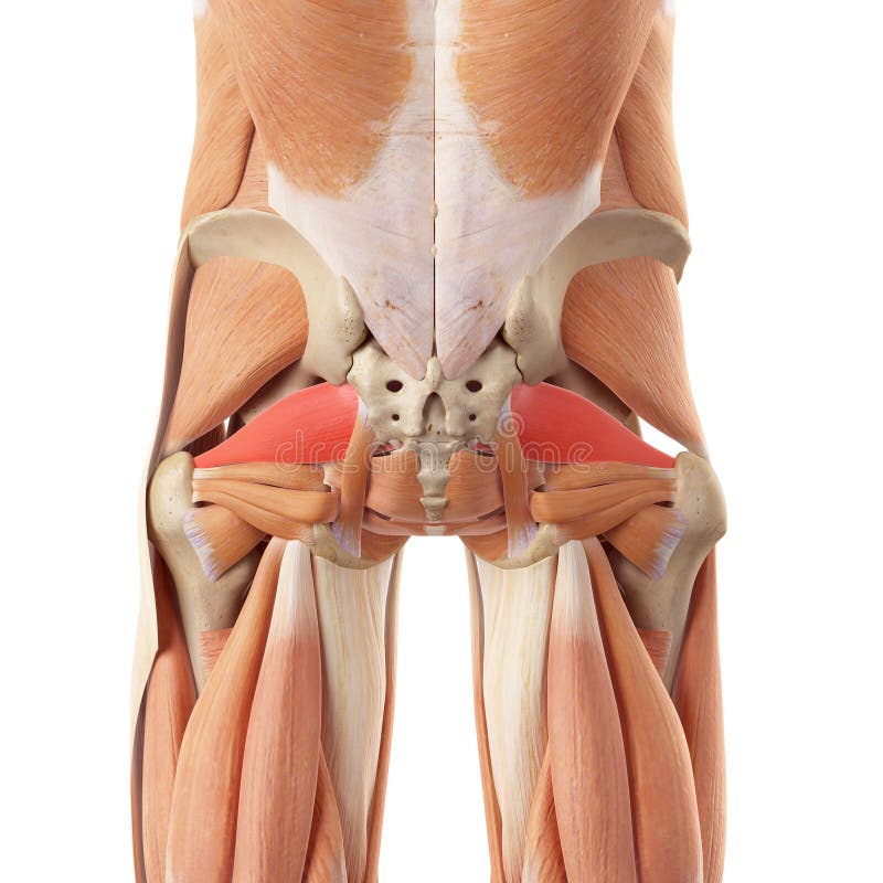 Τα piriformis ελεύθερη απεικόνιση δικαιώματος Τα piriformis ελεύθερη απεικόνιση δικαιώματος