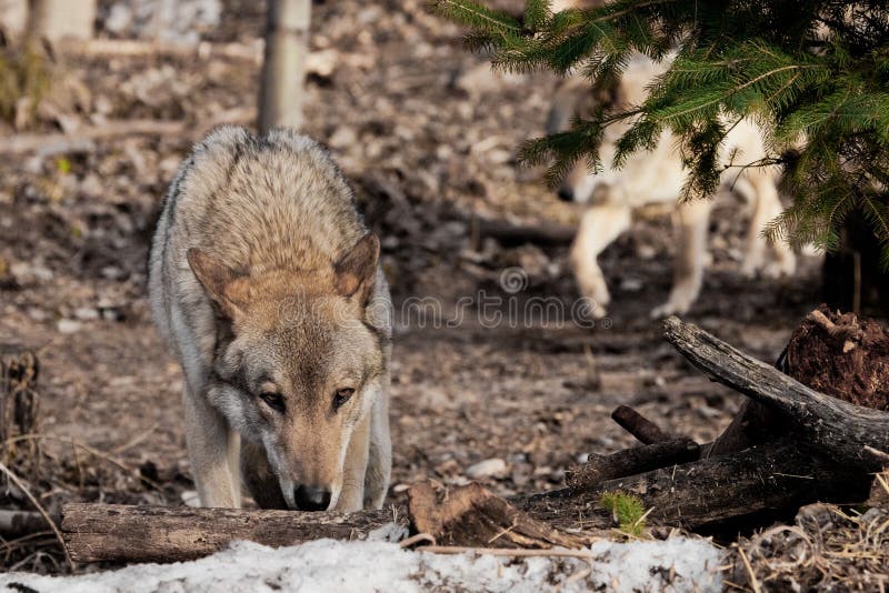 Τα sniffs λύκων ίχνη με το κεφάλι του κάτω, ο αυτή-λύκος συνεχίζουν το κυνήγι γκρίζος λύκος στα ξύλα την πρώιμη άνοιξη στοκ φωτογραφία με δικαίωμα ελεύθερης χρήσης Τα sniffs λύκων ίχνη με το κεφάλι του κάτω, ο αυτή-λύκος συνεχίζουν το κυνήγι γκρίζος λύκος στα ξύλα την πρώιμη άνοιξη στοκ φωτογραφία με δικαίωμα ελεύθερης χρήσης