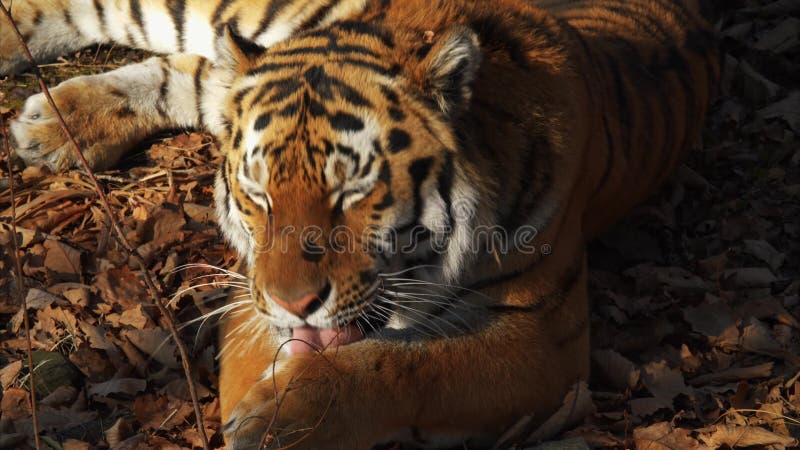 Τα ίδια χασμουρητά και πλυσίματα τιγρών Amur Πάρκο σαφάρι Primorsky, Ρωσία