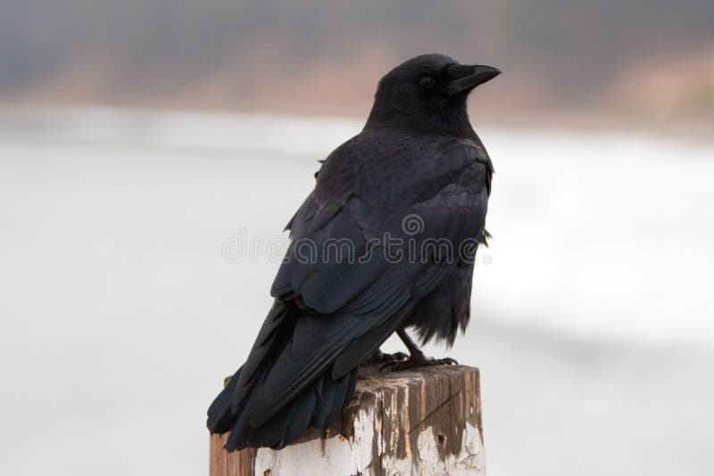 Τα αμερικανικά brachyrhynchos Corvus κοράκων εσκαρφάλωσαν στη μεγάλη Sur αποβάθρα SAN Simeon στην κεντρική ακτή Καλιφόρνιας - ΗΠΑ στοκ εικόνες Τα αμερικανικά brachyrhynchos Corvus κοράκων εσκαρφάλωσαν στη μεγάλη Sur αποβάθρα SAN Simeon στην κεντρική ακτή Καλιφόρνιας - ΗΠΑ στοκ εικόνες