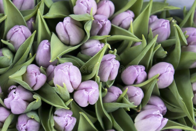 Τα αναμνηστικά σε Bloemenmarkt - να επιπλεύσει αγορά λουλουδιών στο κανάλι Singel φυλακτών netherlands στοκ φωτογραφία με δικαίωμα ελεύθερης χρήσης Τα αναμνηστικά σε Bloemenmarkt - να επιπλεύσει αγορά λουλουδιών στο κανάλι Singel φυλακτών netherlands στοκ φωτογραφία με δικαίωμα ελεύθερης χρήσης