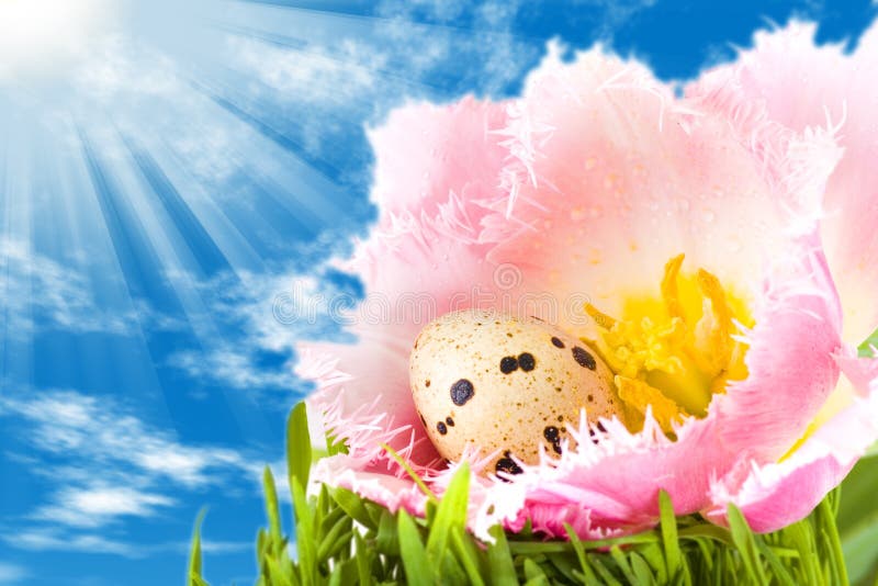 Easter eggs in flower of pink tulip under a bright blue sky with holy spirit light. Easter eggs in flower of pink tulip under a bright blue sky with holy spirit light