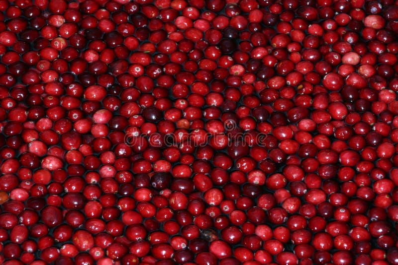 Download τα βακκίνια στοκ εικόνες. εικόνα από cranberry, cranberries - 99634