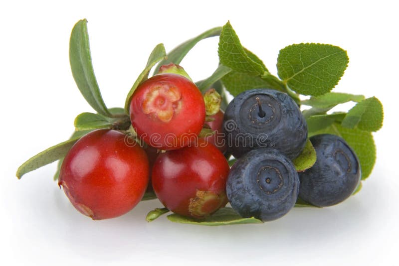 Κράνμπερι και μύρτιλλα στοκ φωτογραφίες με δικαίωμα ελεύθερης χρήσης