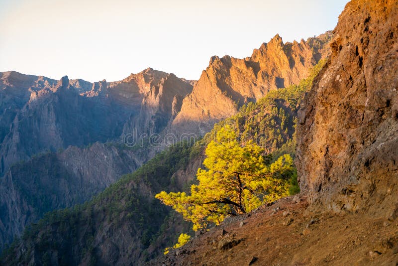 Τα δάση των βουνών Cumbrecita στο εθνικό πάρκο Caldera de taburiente στοκ φωτογραφίες με δικαίωμα ελεύθερης χρήσης