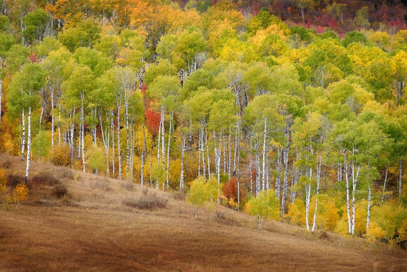 Τα δέντρα της Aspen φθινοπώρου πέφτουν χρυσά φύλλα χρωμάτων και άσπρο κόκκινο σφενδάμνου κορμών στοκ εικόνες με δικαίωμα ελεύθερης χρήσης Τα δέντρα της Aspen φθινοπώρου πέφτουν χρυσά φύλλα χρωμάτων και άσπρο κόκκινο σφενδάμνου κορμών στοκ εικόνες με δικαίωμα ελεύθερης χρήσης