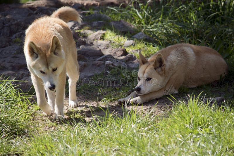 The golden dingo does not bark, they can be vicious. The golden dingo does not bark, they can be vicious