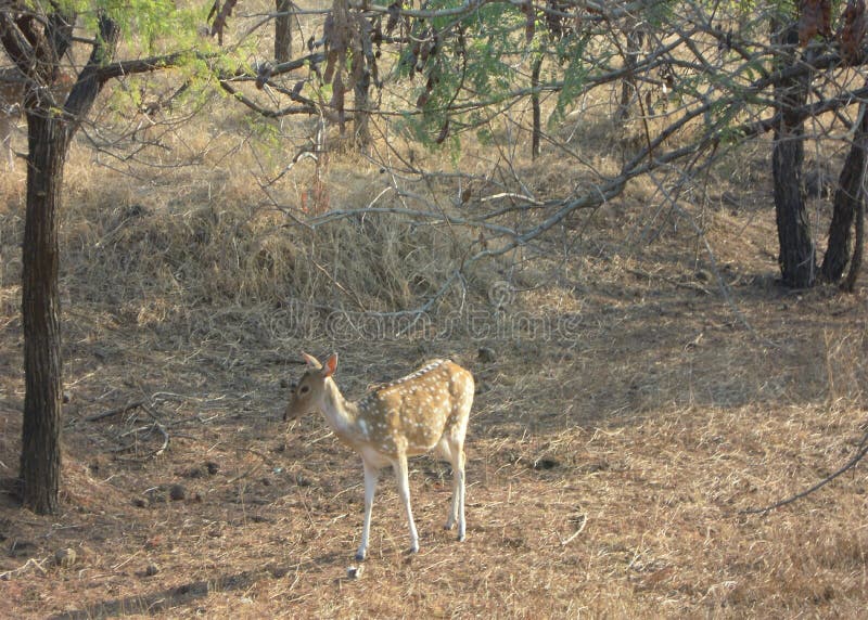 Τα ελάφια στο δάσος gir του Gujarat στην Ινδία στοκ εικόνα με δικαίωμα ελεύθερης χρήσης Τα ελάφια στο δάσος gir του Gujarat στην Ινδία στοκ εικόνα με δικαίωμα ελεύθερης χρήσης
