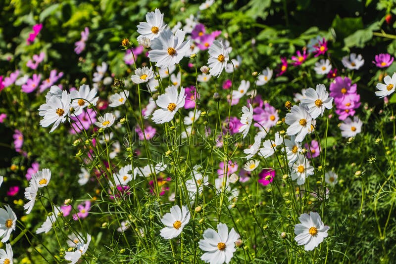 Τα ζωηρόχρωμα λουλούδια καλλιεργούν chamomile feverfew στο κρεβάτι λουλουδιών σε έναν κήπο το καλοκαίρι στοκ εικόνα Τα ζωηρόχρωμα λουλούδια καλλιεργούν chamomile feverfew στο κρεβάτι λουλουδιών σε έναν κήπο το καλοκαίρι στοκ εικόνα
