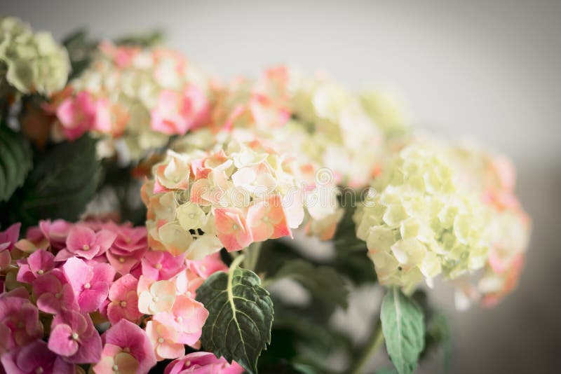 Τα θαυμάσια λουλούδια Hydrangea, κλείνουν επάνω στοκ φωτογραφία με δικαίωμα ελεύθερης χρήσης