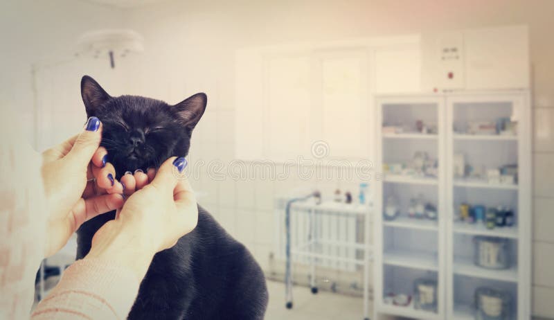 Τα θηλυκά χέρια αγκαλιάζουν tenderly το γατάκι στοκ φωτογραφία με δικαίωμα ελεύθερης χρήσης
