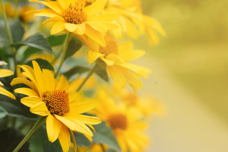 Τα κίτρινα λουλούδια Echinacea θόλωσαν bokeh το υπόβαθρο με ένα κενό διάστημα για το κείμενο στοκ εικόνες Τα κίτρινα λουλούδια Echinacea θόλωσαν bokeh το υπόβαθρο με ένα κενό διάστημα για το κείμενο στοκ εικόνες