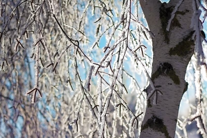 τα καλυμμένα με χιόνι κλαδιά παγίδας κλείνουν στοκ φωτογραφία