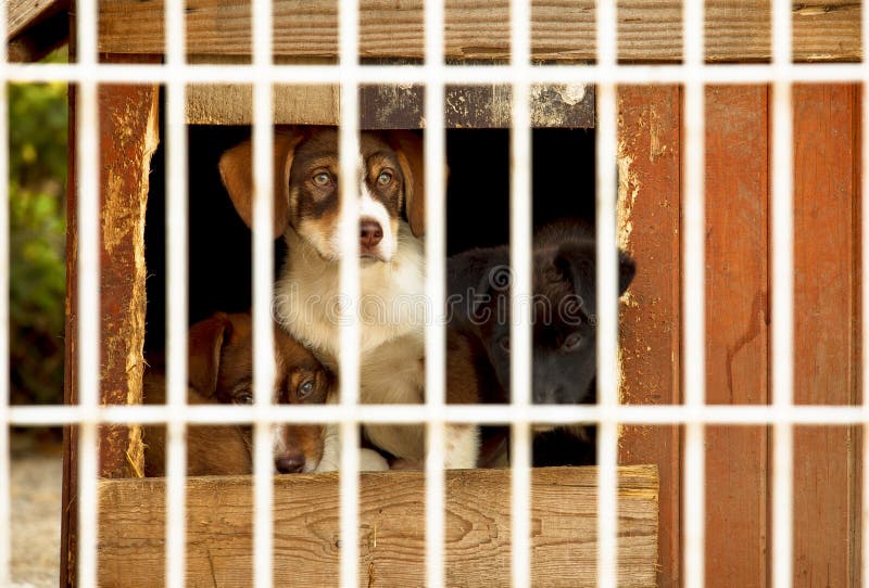 Three little puppies behind bars in a dog shelter. One is sitting, two are lying on the floor of a small doggie house. Three little puppies behind bars in a dog shelter. One is sitting, two are lying on the floor of a small doggie house.