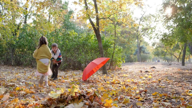 Τα λατρευτά παιδιά συλλέγουν τα κίτρινα περιερχόμενα φύλλα στο σωρό στο υπόβαθρο των δέντρων και της κόκκινης ομπρέλας στο πάρκο
