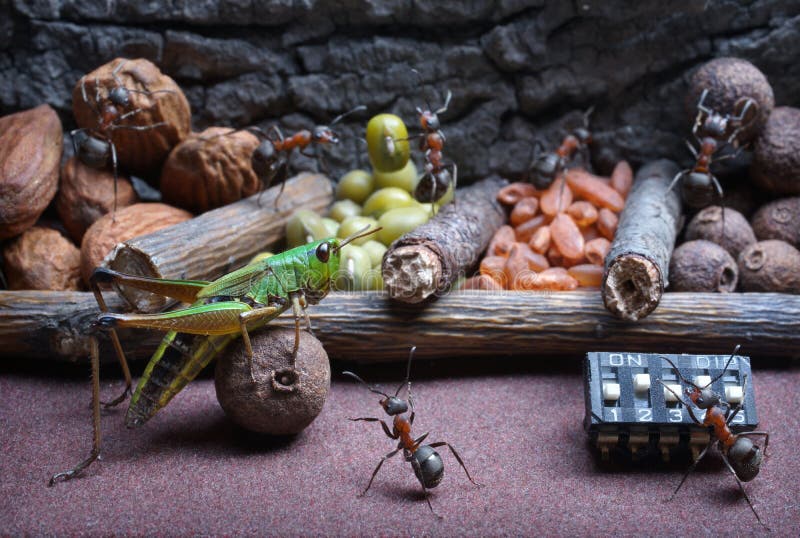 Τα μυρμήγκια διδάσκουν grasshopper για να εργαστούν, ιστορίες μυρμηγκιών στοκ φωτογραφίες με δικαίωμα ελεύθερης χρήσης Τα μυρμήγκια διδάσκουν grasshopper για να εργαστούν, ιστορίες μυρμηγκιών στοκ φωτογραφίες με δικαίωμα ελεύθερης χρήσης
