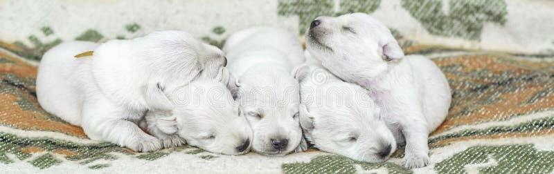 Newborn puppies of white color lay on his bed. Five plump newborn puppy. Newborn puppies of white color lay on his bed. Five plump newborn puppy