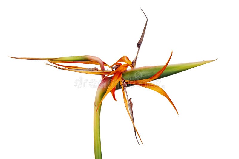 Τα ξηρά reginae strelitzia ανθίζουν, λουλούδι πουλιών του παραδείσου, τροπικά λουλούδια ξηρά που απομονώνει στο άσπρο υπόβαθρο, μ στοκ εικόνες