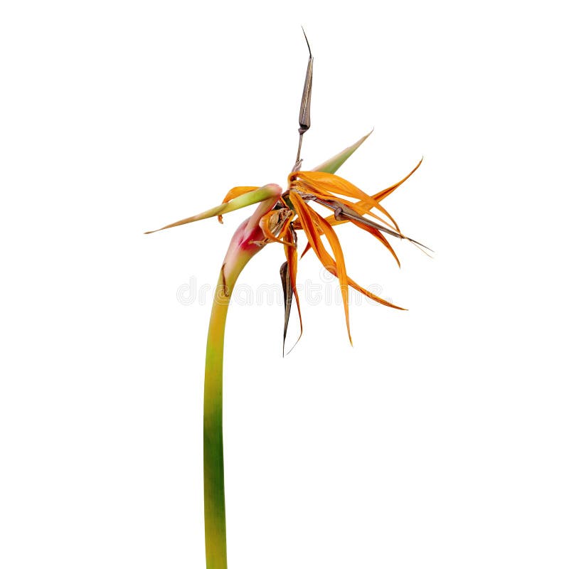 Τα ξηρά reginae strelitzia ανθίζουν, λουλούδι πουλιών του παραδείσου, τροπικά λουλούδια ξηρά που απομονώνει στο άσπρο υπόβαθρο, μ στοκ φωτογραφίες με δικαίωμα ελεύθερης χρήσης