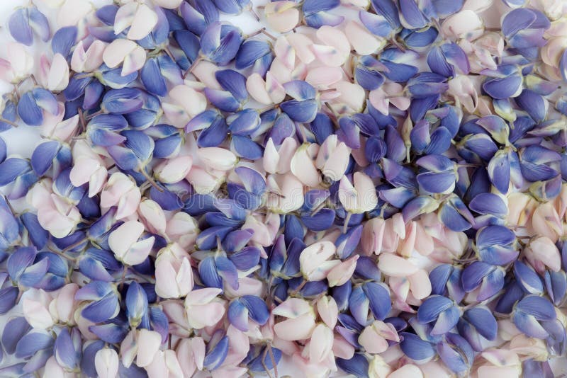 Τα πέταλα λουλουδιών του μπλε και ρόδινου lupine στοκ εικόνες με δικαίωμα ελεύθερης χρήσης Τα πέταλα λουλουδιών του μπλε και ρόδινου lupine στοκ εικόνες με δικαίωμα ελεύθερης χρήσης