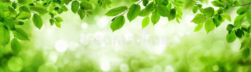 Green leaves and blurred highlights in the background build a natural frame in panorama format. Green leaves and blurred highlights in the background build a natural frame in panorama format