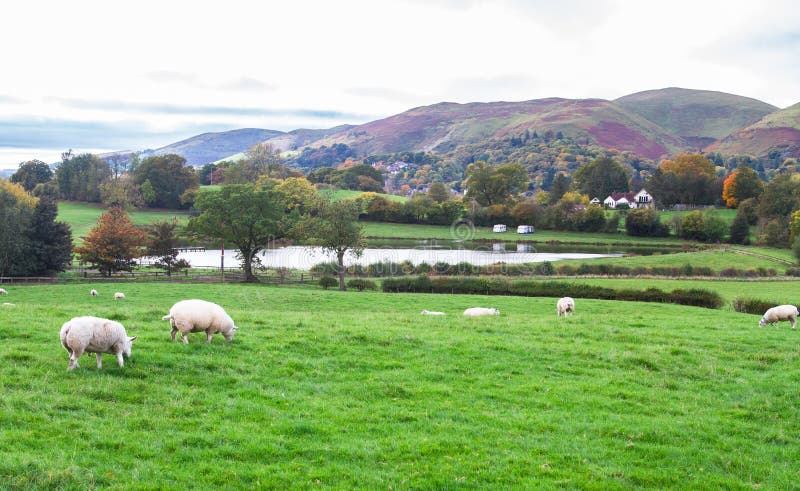 Sheep graze in a grassy meadow in rural Shropshire, England. Sheep graze in a grassy meadow in rural Shropshire, England