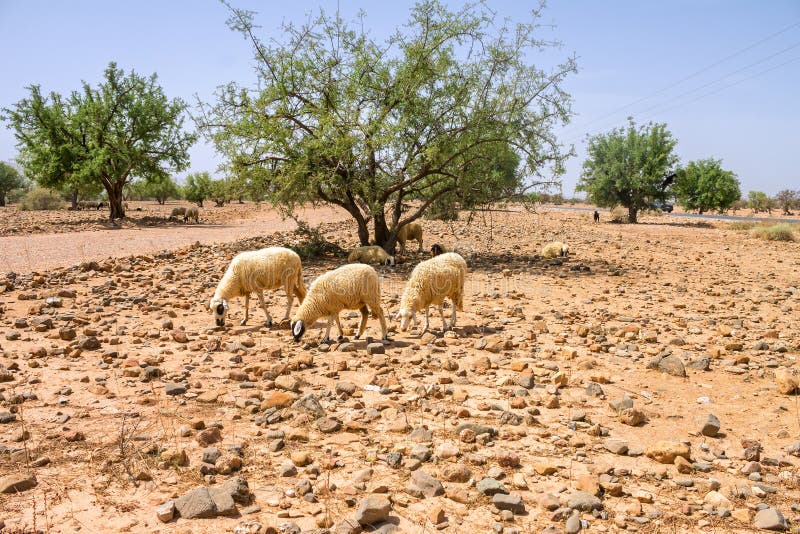 Sheep graze in the dry field on a background of argan in Morocco. Sheep graze in the dry field on a background of argan in Morocco