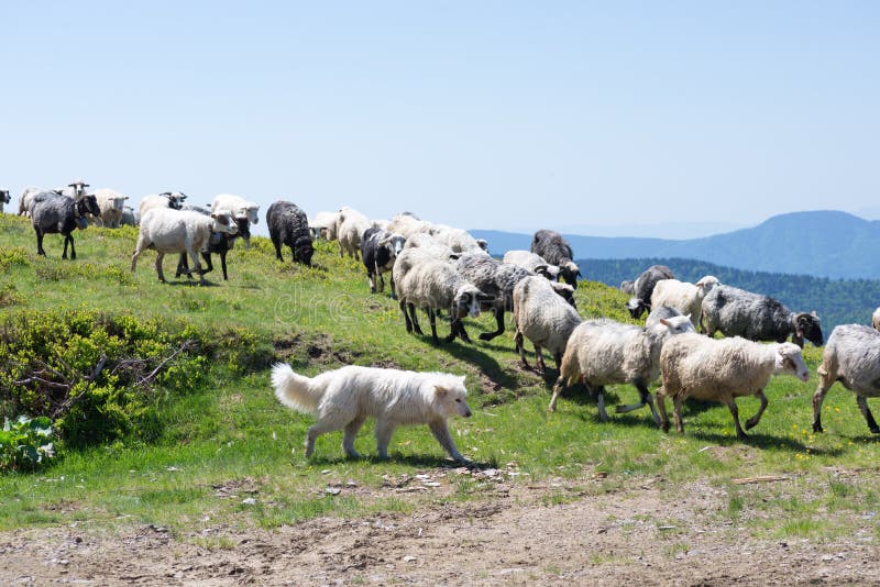 The dog protects sheep that graze on the slopes of Ukrainian Carpathians. The dog protects sheep that graze on the slopes of Ukrainian Carpathians