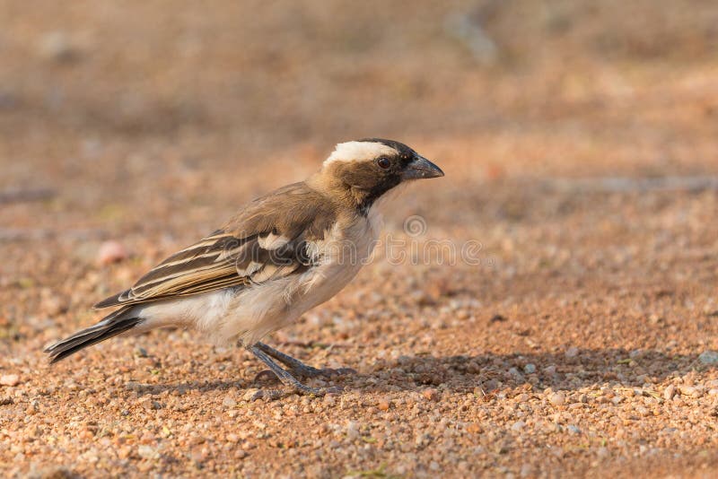 The sparrow-weaver, birds in the family Ploceidae. Small african bird. Solitaire, Namibia, South Africa. The sparrow-weaver, birds in the family Ploceidae. Small african bird. Solitaire, Namibia, South Africa