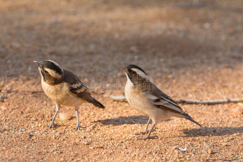 The sparrow-weaver, birds in the family Ploceidae. Small african bird. Solitaire, Namibia, South Africa. The sparrow-weaver, birds in the family Ploceidae. Small african bird. Solitaire, Namibia, South Africa