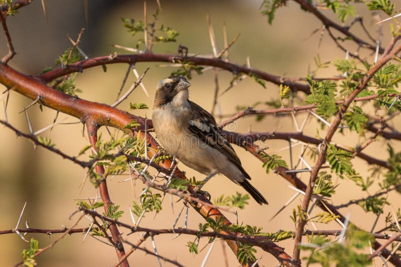 The sparrow-weaver, birds in the family Ploceidae. Small african bird. Solitaire, Namibia, South Africa. The sparrow-weaver, birds in the family Ploceidae. Small african bird. Solitaire, Namibia, South Africa