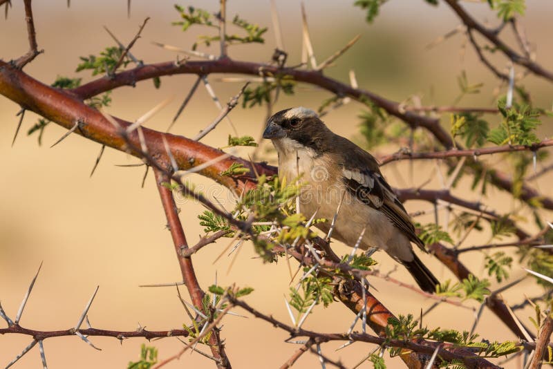 The sparrow-weaver, birds in the family Ploceidae. Small african bird. Solitaire, Namibia, South Africa. The sparrow-weaver, birds in the family Ploceidae. Small african bird. Solitaire, Namibia, South Africa