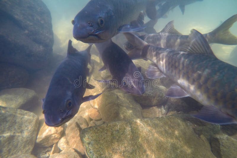 Τα υποβρύχια ψάρια, barb Mahseer, ψάρια ζουν στους διάφορους καταρράκτες στο εθνικό πάρκο Namtok Phlio, Chanthaburi, Ταϊλάνδη