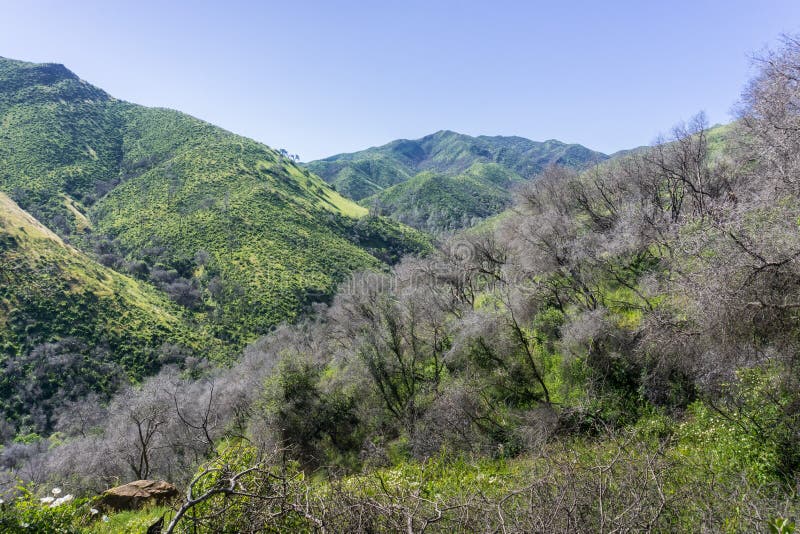 Τα υπολείμματα των μμένων δέντρων, των verdant λόφων και των κοιλάδων στο υπόβαθρο, κρύο φαράγγι Stebbins, κοιλάδα Napa, Καλιφόρν στοκ φωτογραφία